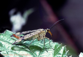 Scorpion Fly female perched