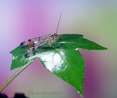 Scorpion Fly male perched