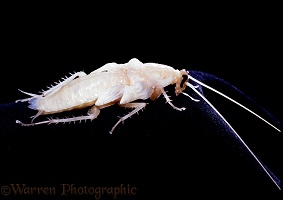 American cockroach moulting