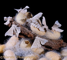 Silk Moths emerging