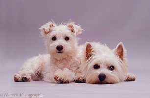 Westie and pup lying down