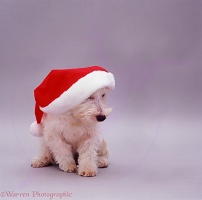 Westie in a Christmas hat