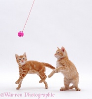 Playful ginger kittens