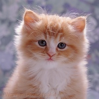 Ginger kitten portrait