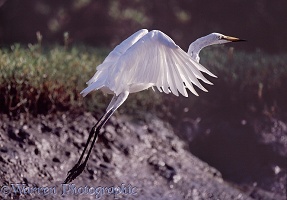 Great White Egret taking off