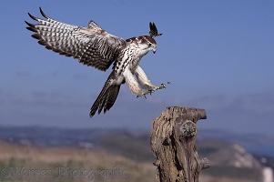 Saker Falcon alighting