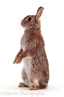 Agouti dwarf rabbit standing up