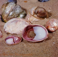 Slipper Limpet shells with crab