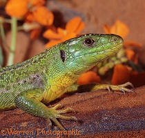 Emerald Lizard