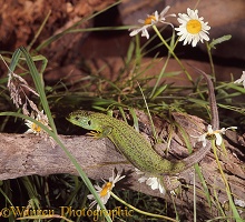 Emerald Lizard