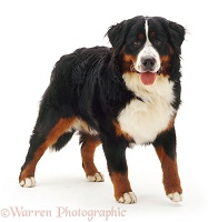 Bernese Mountain Dog bitch, 10 months old