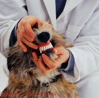 Vet examining a dog's teeth