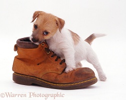Jack Russell pup inspecting a shoe