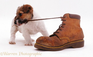 Jack Russell pup pulling a shoelace