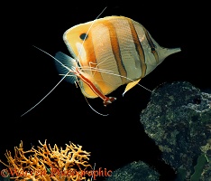 Cleaner shrimp cleaning butterfly fish