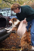Helping an elderly dog into a car