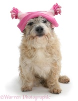 Dog in a pink hat