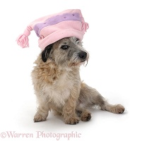Dog in a pink hat