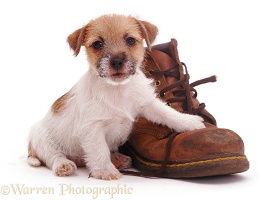Jack Russell pup with a shoe