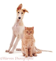 Borzoi pup and ginger cat