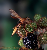 Giant Robber Fly cleaning wings