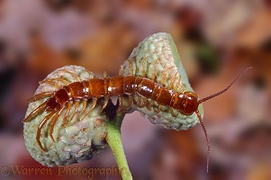 Stone Centipede