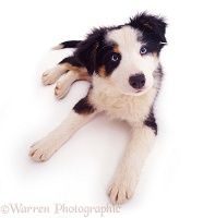 Border Collie pup looking up