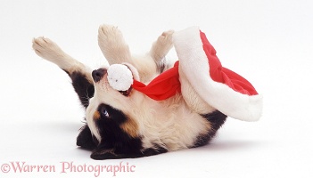 Border Collie pup playing with Santa hat