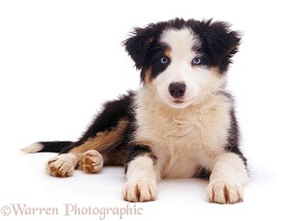 Cute Border Collie pup
