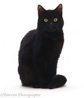 Black cat sitting