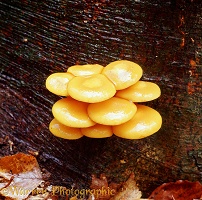 Sulphur tuft fungi