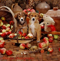 Border Collie pups with trug and apples