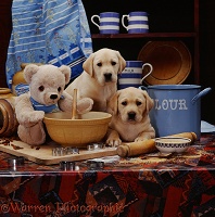Labrador pups and teddy on table