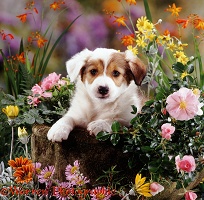 Border Collie pup with flowers