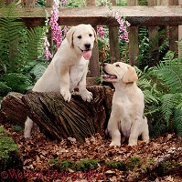 Labrador pups by woodland fence