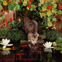 Tortoiseshell cat drinking from goldfish pond