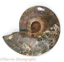 Polished ammonite
