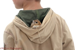 Boy with a gerbil in his hood