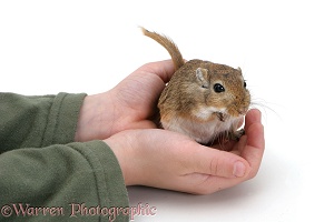 Holding a gerbil in hands