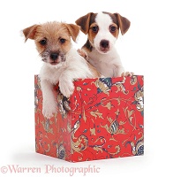 Jack Russell pups in a box