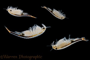 Fairy Shrimps
