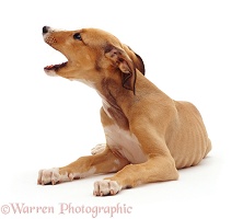 Lurcher pup yawning