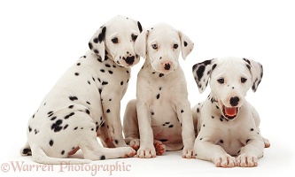 Trio of Dalmatian pups
