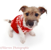 Jack Russell with Jersey on