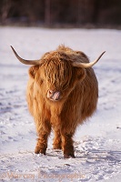 Highland cow licking its nose