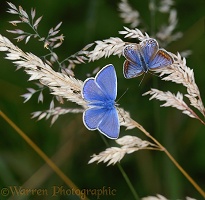 Common Blue male & female on grass head