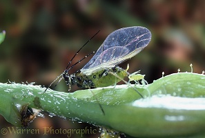 Winged green aphid and offspring