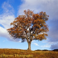 Autumnal Birch tree