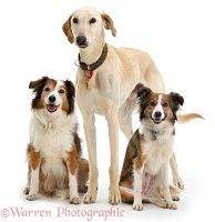 Lurcher and two Border Collies