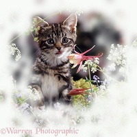 Tabby kitten among spring flowers